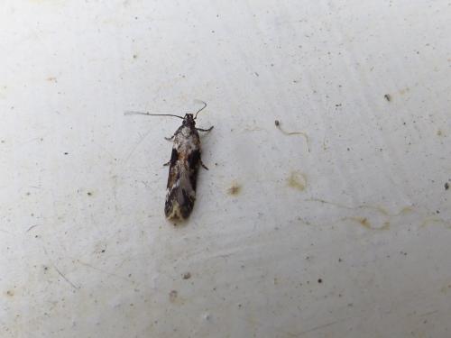 Réf. 188 297 : Mompha divisella